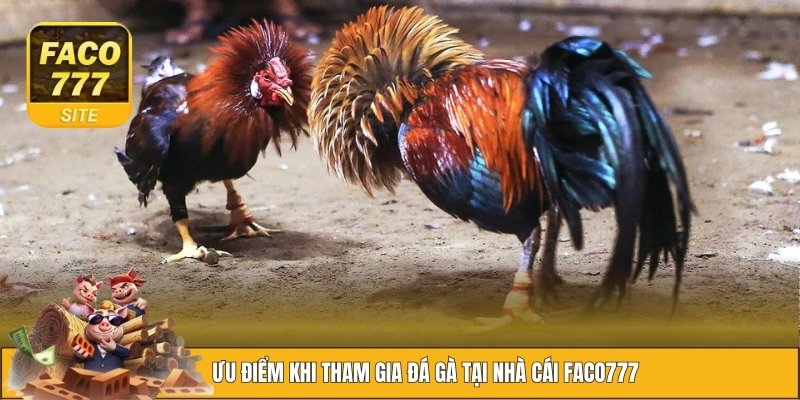 Đá gà FACO777 1 Điều thú vị khi tham gia đá gà tại nhà cái FACO777
