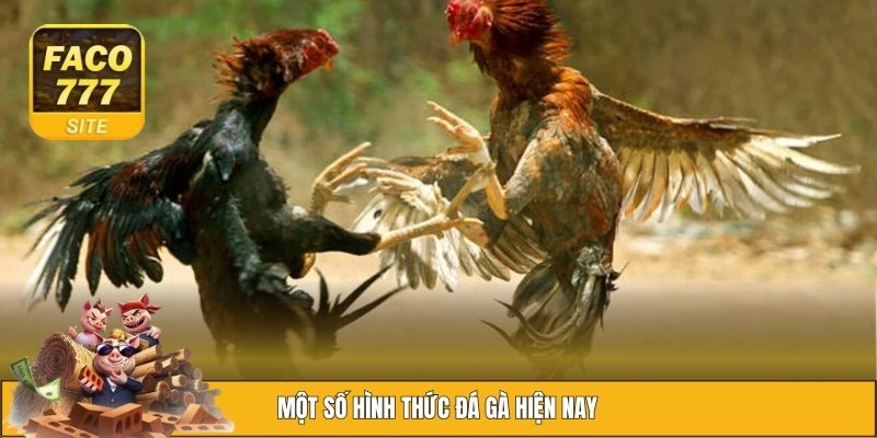 Đá gà FACO777 2 Loạt sản phẩm đình đám được liệt kê